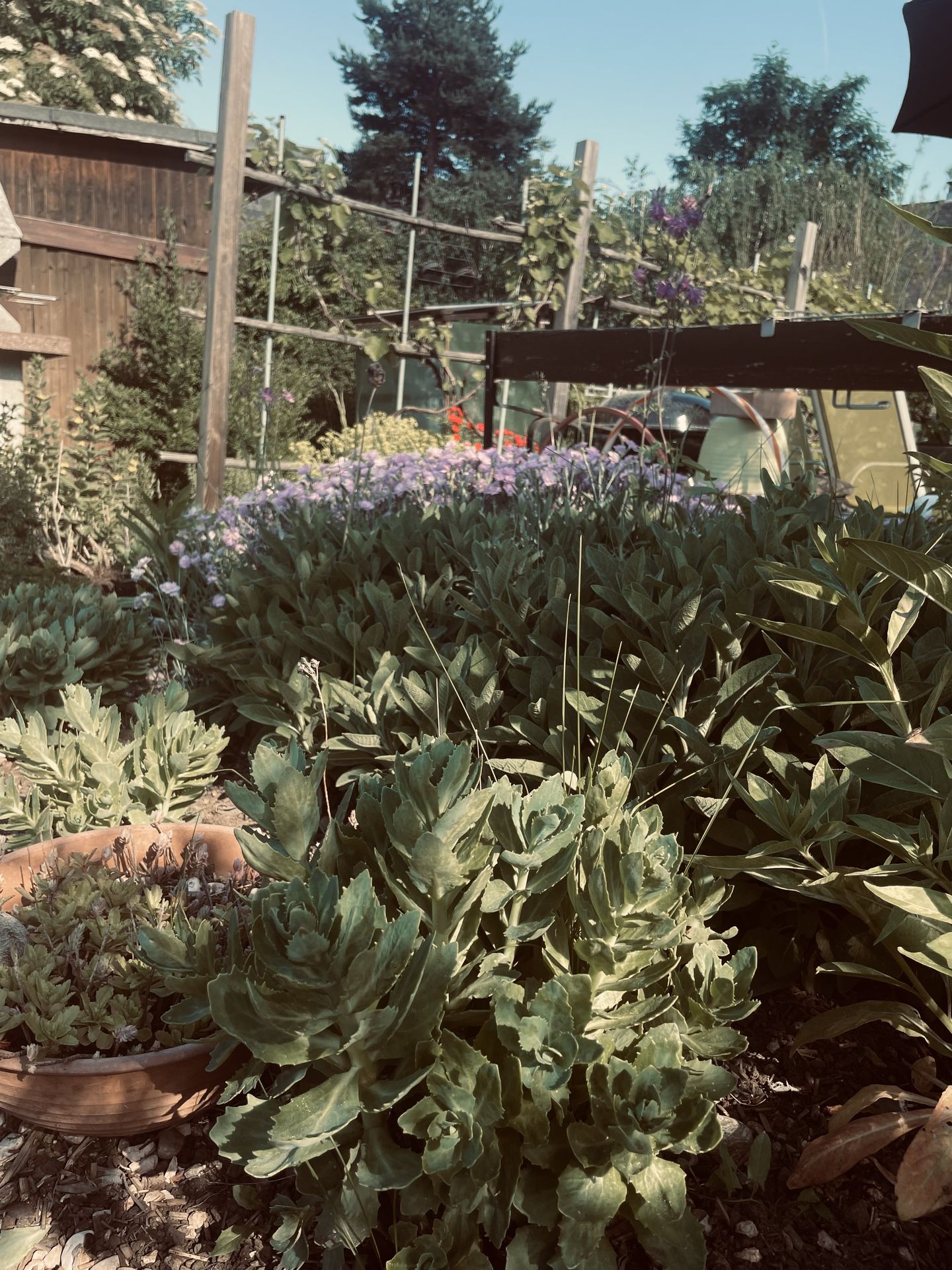 Garden view