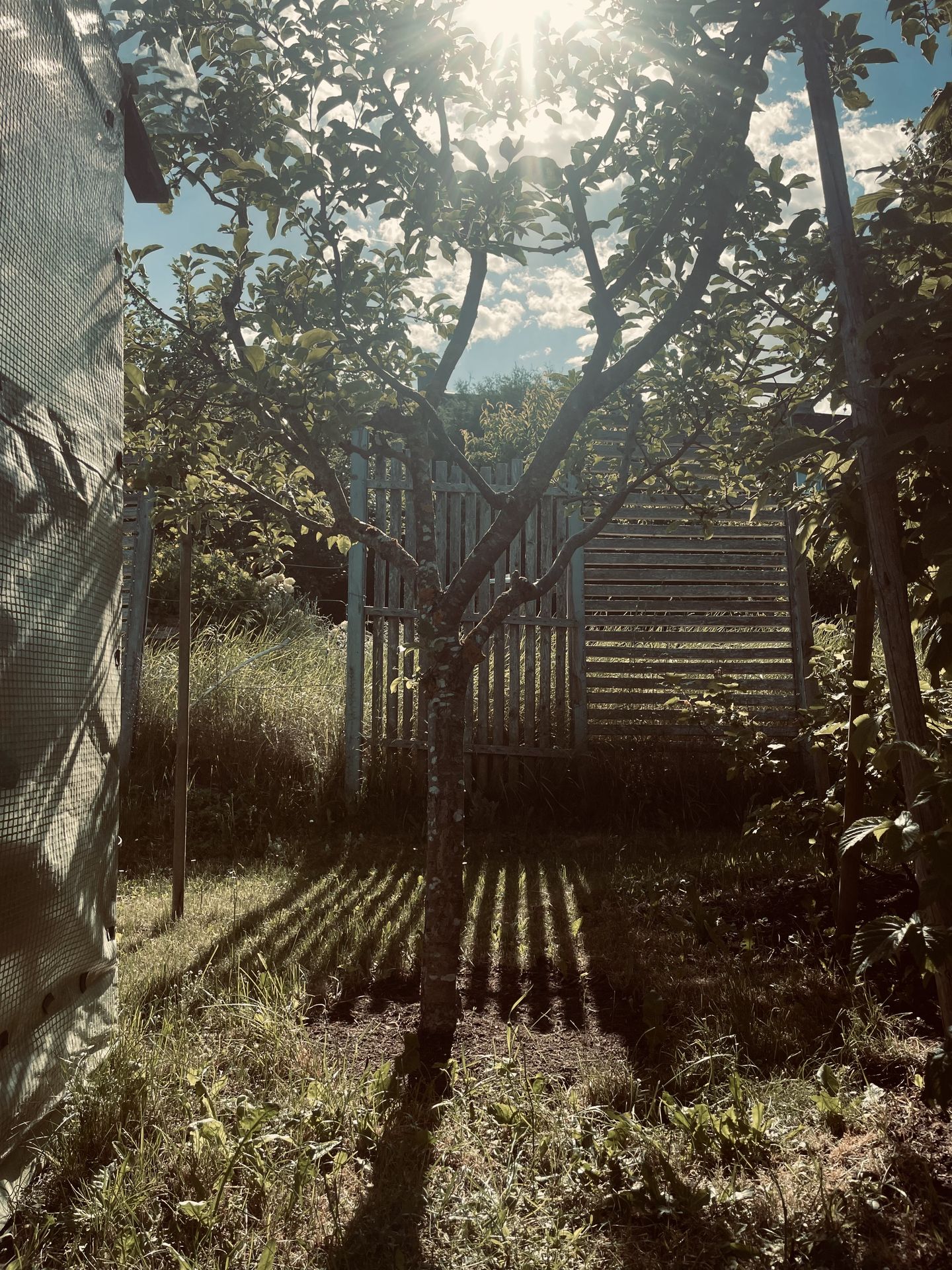 garden view