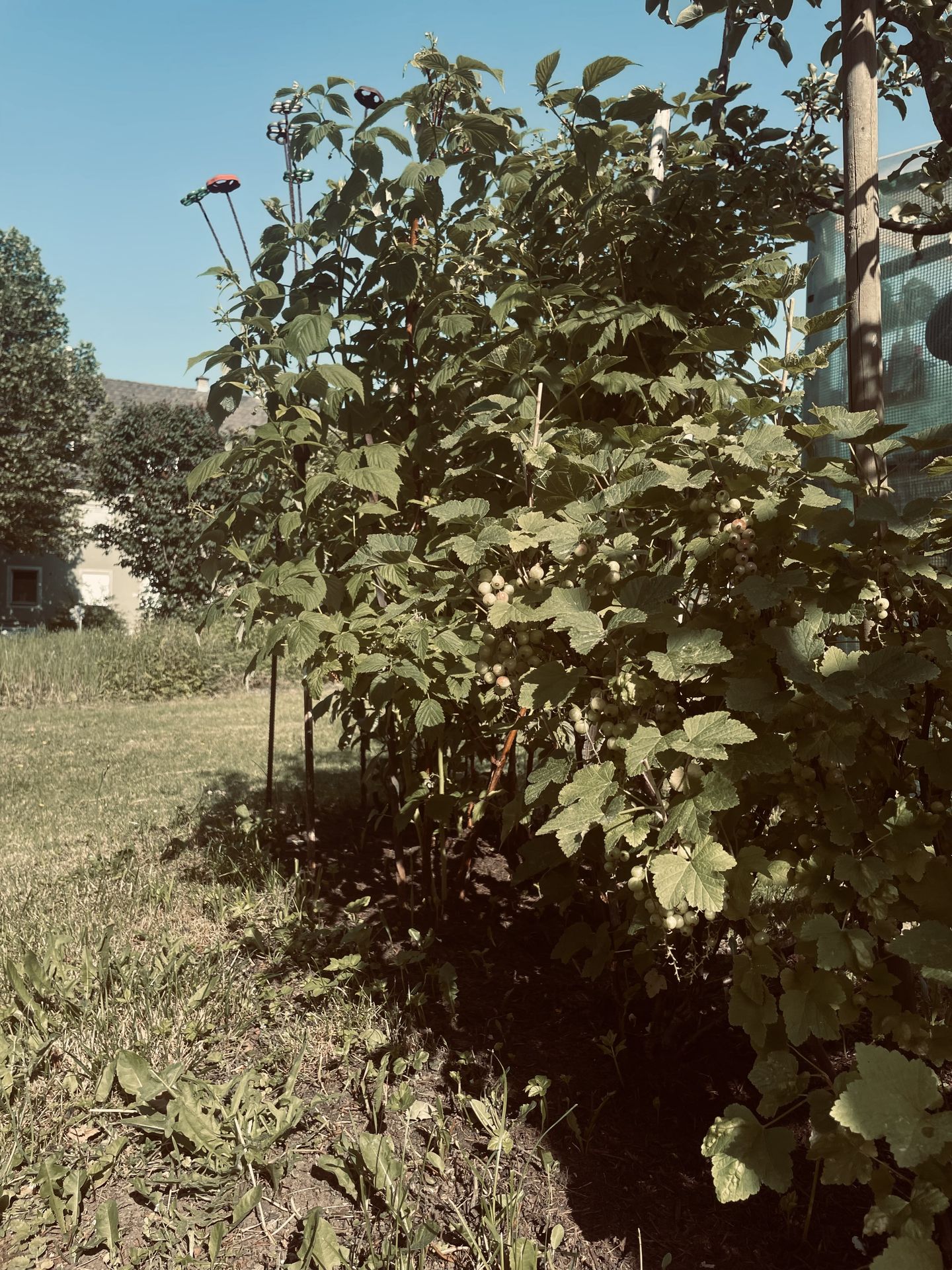 garden view