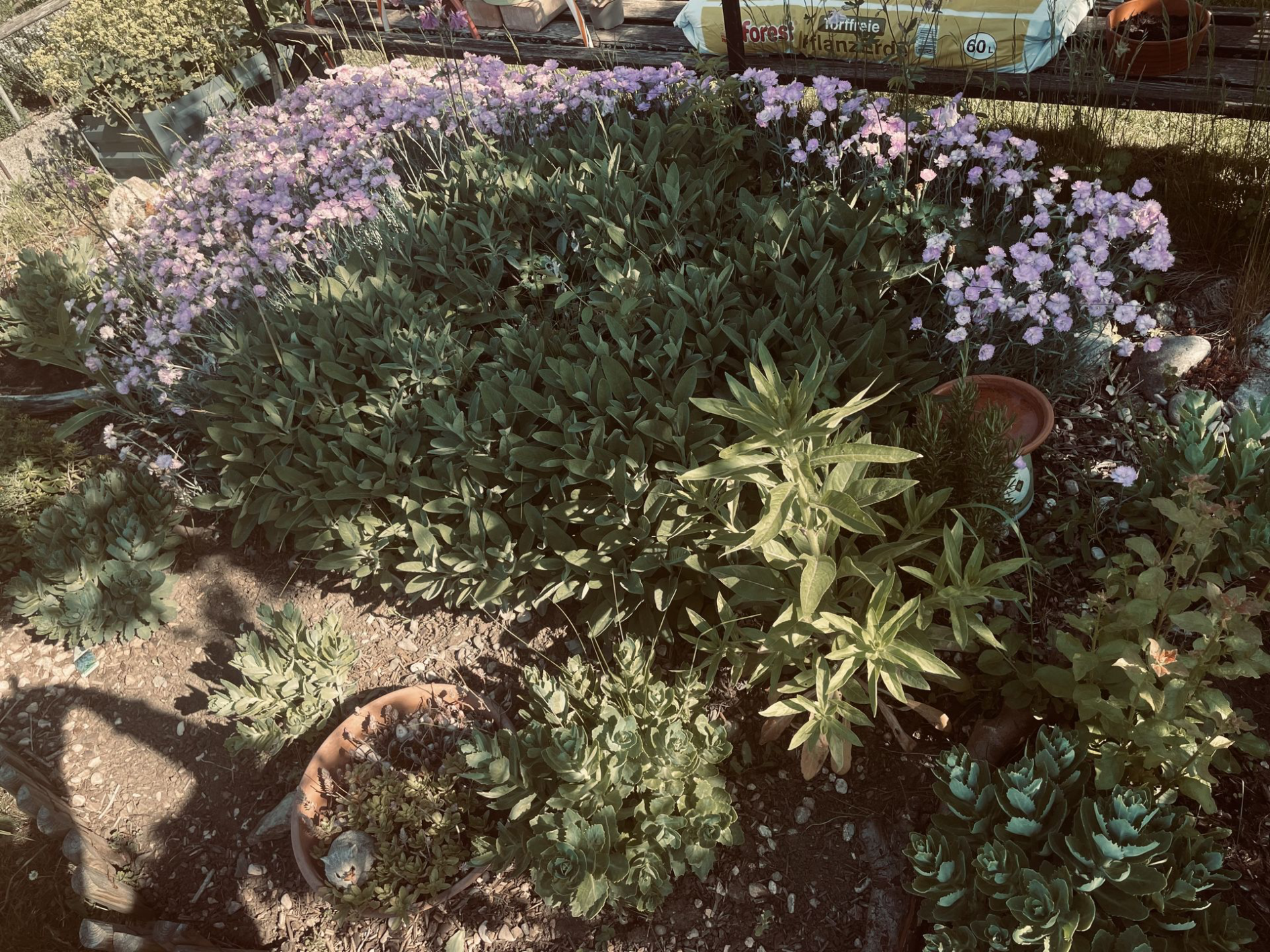 garden view